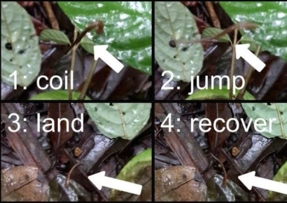 "육지 거머리의 점프 첫 포착…100년 논쟁 마침표"