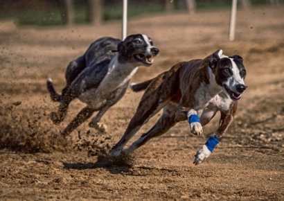 집으로 경찰 유인 뒤 사냥개 3마리 풀어 물리게 한 수배자