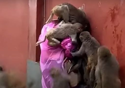 온몸에 달라붙은 원숭이 떼…습격당한 여성 가방 속 물건 노렸다