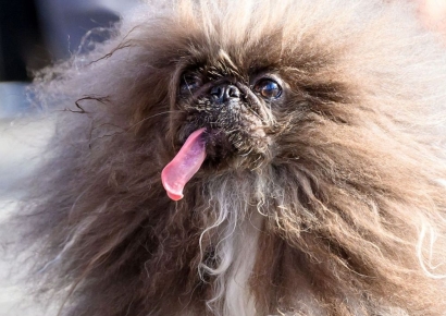 "못생겨도 사랑스러워"…'세계에서 가장 못생긴 개' 사연 보니