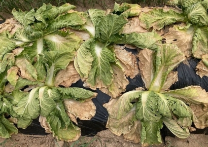 불볕더위에 녹아내린 배추…기후 재난에 속 타들어가는 농가