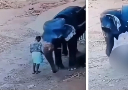 가혹한 매질에 화났나…인도서 코끼리 훈련시키던 조련사 사망