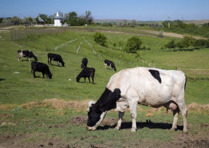 세계 최초 '방귀세' 부과 논란에…"미친 짓" 농민단체 반발