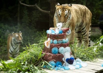  [포토]에버랜드 호랑이 4남매, 세 돌 생일잔치