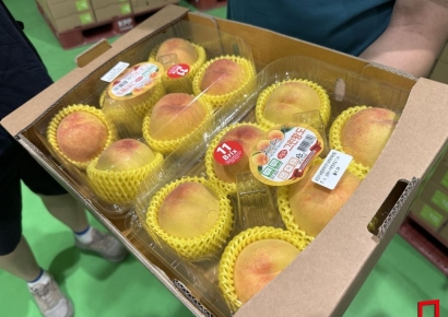 [르포]"올해 첫 '물복' 만나보세요"…남원 그린황도복숭아 농가 가보니