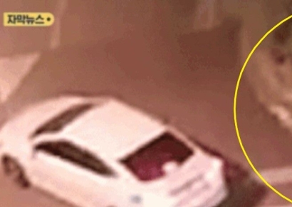 유치원 바로 앞에 나타난 들개 무리…차량 에워싸고 짖기도