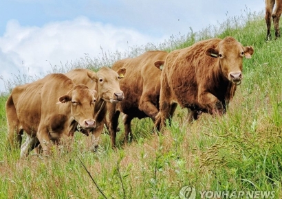 금보다 비싼데…수억원어치 '한우 정액' 훔친 30대의 최후
