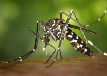 한국엔 없던 동남아 숲모기 '최초 발견'..."더 많은 곤충 유입 가능성"
