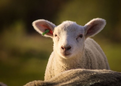 동물농장 찾아가 양 엉덩이 '토닥토닥'…중국 MZ들 "스트레스 풀려요"