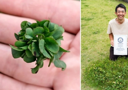 "세는 데만 1시간"…세계기록 경신한 '63잎 클로버'