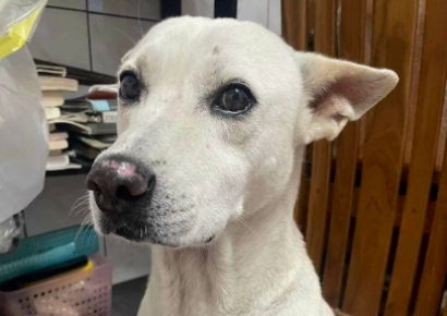 실종 반려견에 현상금 1300만원…찾아준 세 명 얼마나 받았나