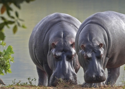 "물밖에선 날아다녀요"…몸무게 2t ‘물속의 폭군’ 연구결과 '반전'