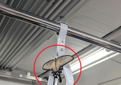 사람 머리만한 나비가 손잡이에…일본 지하철에 등장한 불청객 