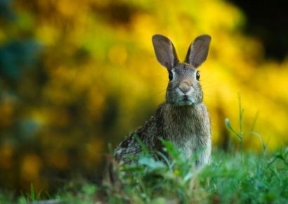 곱창집서 식사하고 '1급 감염병' 의심받는 20대…먹은 메뉴 살펴보니