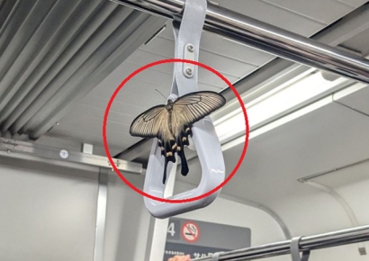 사람 머리만한 나비가 손잡이에…일본 지하철에 등장한 불청객 