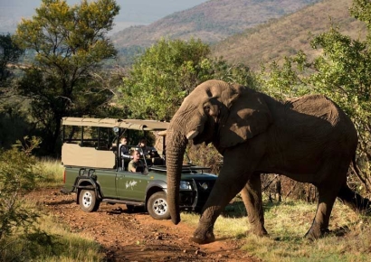 '목숨 건 인증샷'…코끼리에 밟혀 숨진 관광객