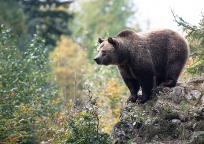 "갑자기 나타난 곰 때문에"…남자친구와 하이킹 하던 루마니아 10대의 비극