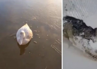 "오리도 여우도 꽁꽁 얼었다"…'겨울왕국' 실사판 남미 아르헨티나