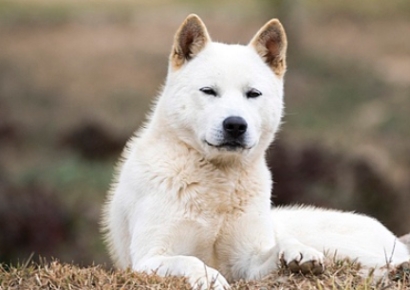 하회마을 찾은 70대 프랑스 여성, 사유지 들어갔다 개물림 사고
