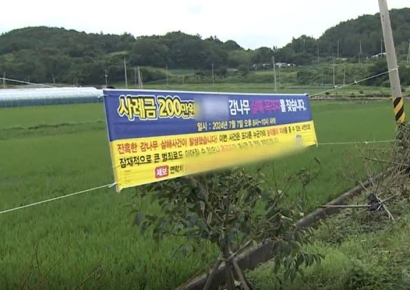 "감나무 절단범 찾습니다"…70대 부부, 현상금 200만원 내건 사연