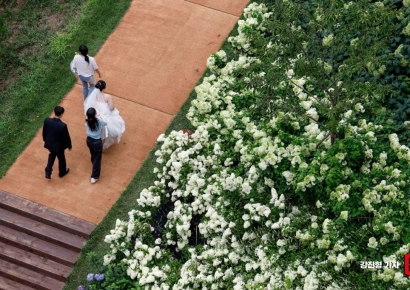 [포토] 수국과 함께하는 웨딩촬영