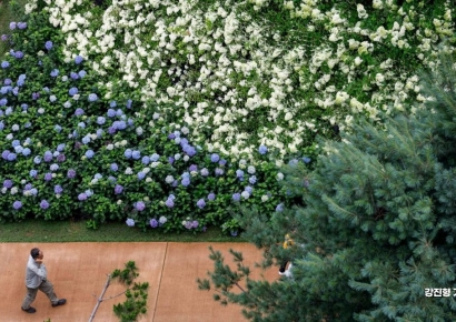 [포토] 수국 가득한 노원구 초안산