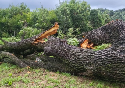 230살 넘은 천연기념물 오리나무, 폭우에  뿌리째 뽑혀