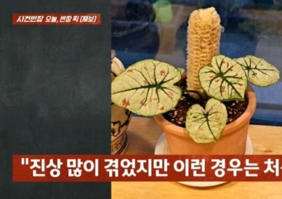 "이런 진상은 처음" 카페 화분에 옥수수 버리고 간 손님 