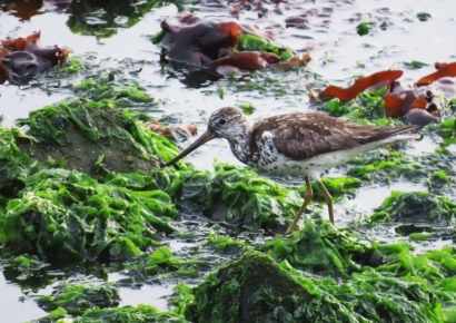 새 관찰 좋아하던 중학생, 울산서 '청다리도요사촌' 발견