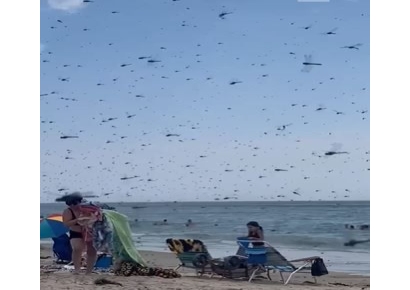 재난영화 보는듯…미국 해변 덮친 잠자리떼에 '혼비백산'