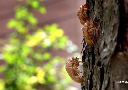 [이미지 다이어리] 일생을 건 울음~끝내 뜨거웠던 生이 진다
