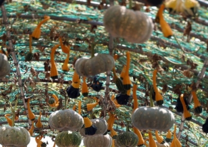 [포토] 가을이 올까?