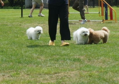 [가보니]반려견 얼굴에 미소 가득…댕댕이 여행 '천국'