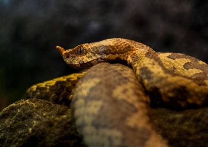 연봉은 1억6천 vs 담보는 목숨…"뱀 좋아하는 분 환영" [뉴 잡스]