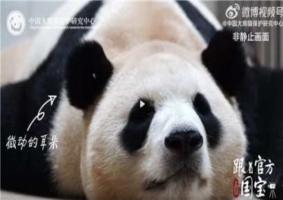 귀는 '살랑' 입은 '씰룩'…곤히 잠든 푸바오 영상 공개한 中