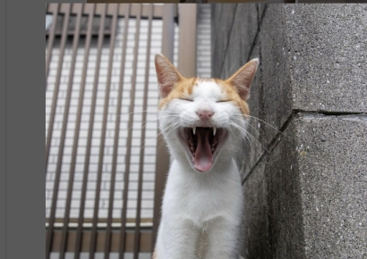 "마가 끼었는지 저질러버렸다"…사표 내고 못생긴 고양이만 쫓아다녔더니[일본人사이드]