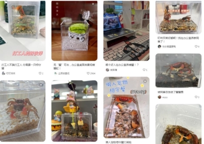 "게 키우며 스트레스 풀어요"…中 직장인들 책상꾸미기 열풍 [청춘보고서]