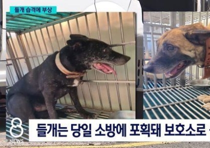 "2m 점프해 머리 물고 흔들어"…아파트서 산책하다 들개에 습격당한 60대