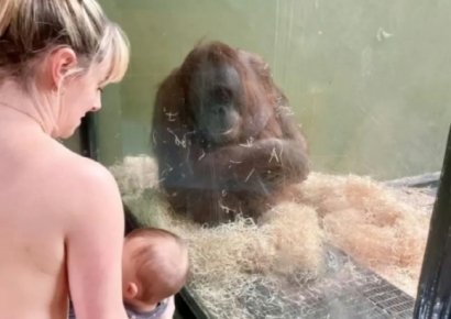 오랑우탄 '무주르' 위해 나선 엄마들…상의 탈의 불사하며 '봉사'