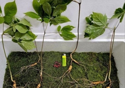 지리산서 발견된 천송산삼 23뿌리, 가격은?