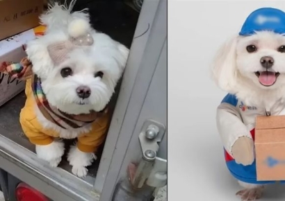 "택배 옷 보더니 쫓아가더라"…'후원금 먹튀' 주인 잃은 택배견 경태