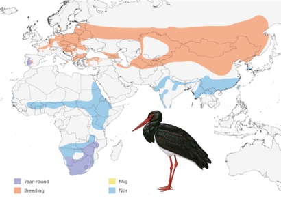 [단독]56년 전 멸종한 ‘먹황새’…해외서 20마리 들여와 복원한다