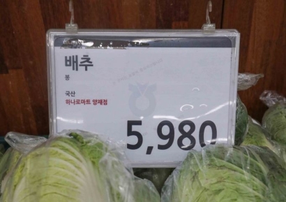 폭염에 배추 한 포기 9000원 훌쩍…지난해보다 70% 뛰었다