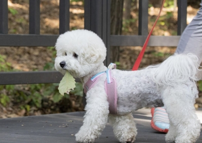 "전 재산 사람 말고 반려동물에 주세요"…부자들 달라진 상속트렌드 