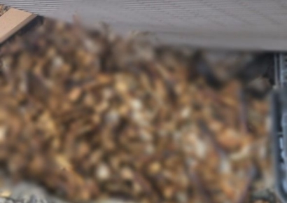 "썩는 냄새 나서 봤더니 뼈가 한 무더기…인간 혐오 생긴다" 자영업자 하소연