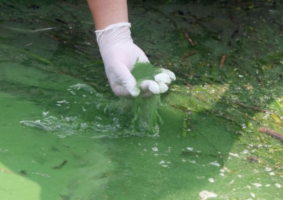 [뉴스속 용어]폭염에 녹조 확산...‘조류경보’ 발령