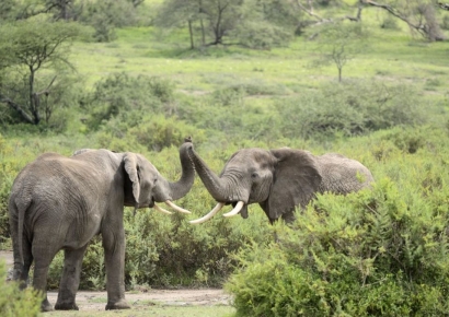 인구 절반이 굶주린 이 나라…결국 코끼리 잡아 먹기로