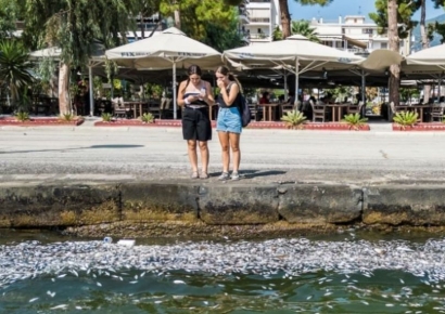 "악취에 관광객 다 도망가네"…죽은 물고기떼로 뒤덮인 그리스 항구도시 