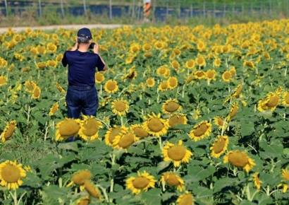 [포토] 강화군, 3년만에 난정리 해바라기 정원 개장