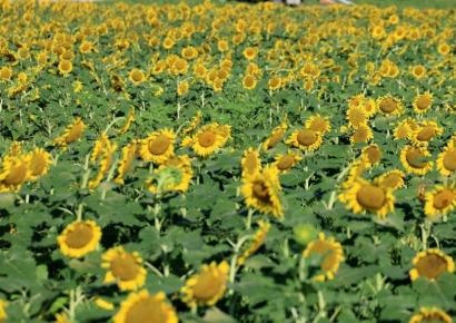 [포토] 활짝 핀 해바라기 만끽하는 시민